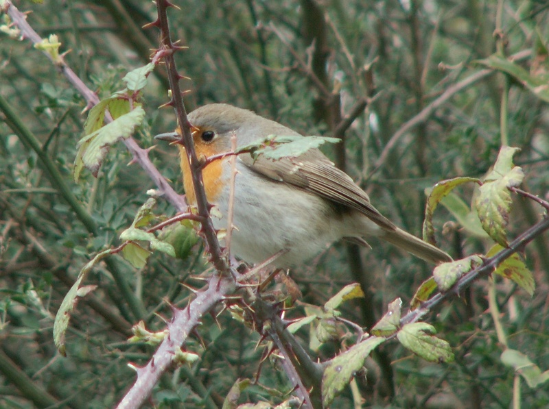 Pettirosso - Erithacus rubecula